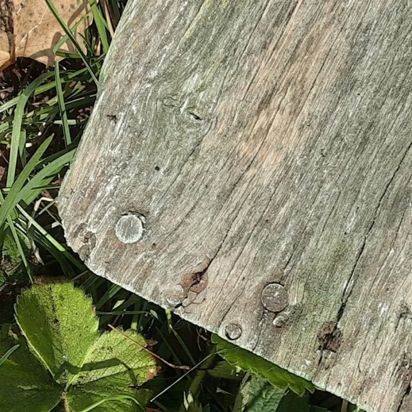 Cottontail Market Rescued Wood Garden Sign 20" Spring Easter Rabbit Wall Sign - Picture 6 of 10